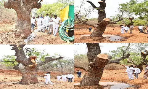 Four 100-year-old trees translocated in Mahabubnagar to make way for new market
