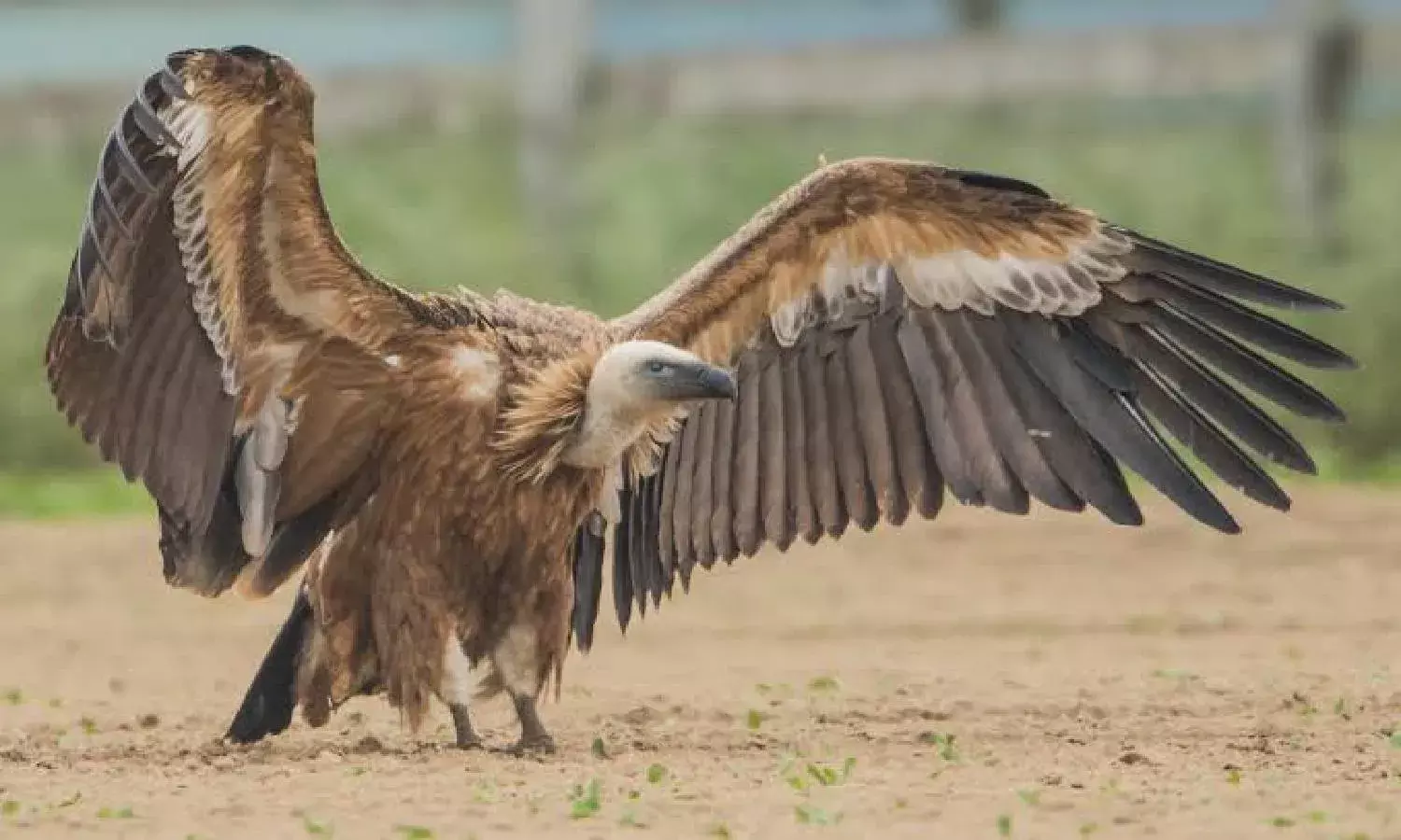 A flight for survival: 20 years on, group of vultures spotted in Amrabad Tiger Reserve