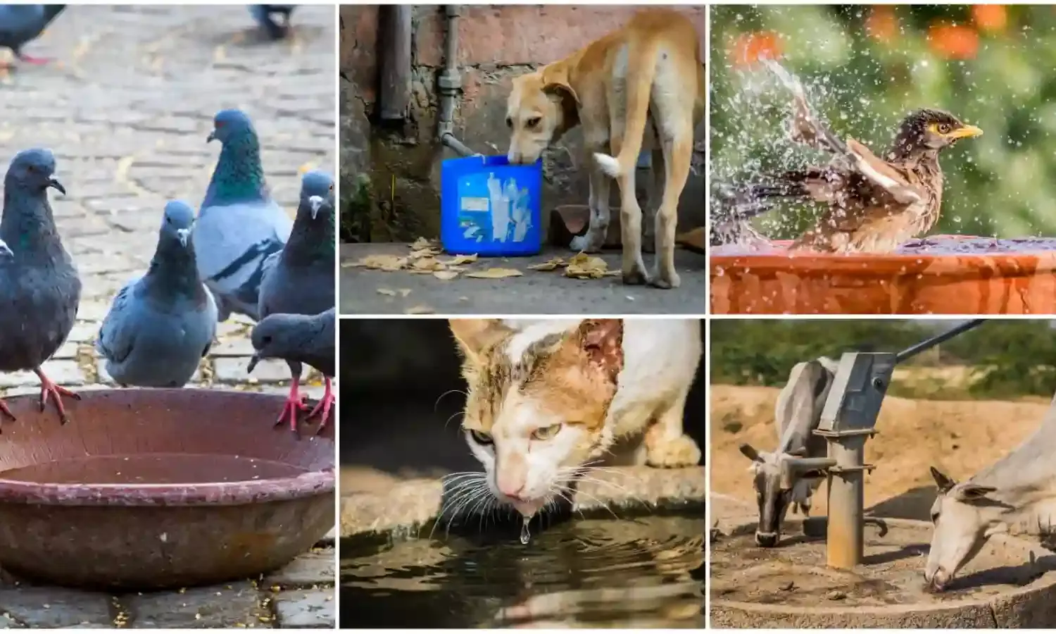 Animal Water Bowls of India: Hyderabad firm develops app to keep track of water bowls for animals