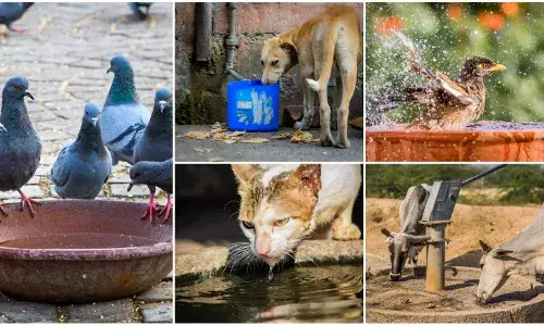Animal Water Bowls of India: Hyderabad firm develops app to keep track of water bowls for animals