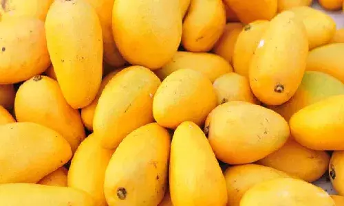 Dear mango: Low yield in TS to drive mango prices up this year