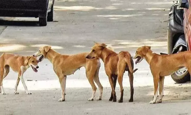 2YO boy killed by stray dogs in Golconda; locals complain GHMCs negligence