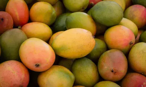 Andhra Pradesh: Sweet mangoes turn sour for farmers; production drops by 25%