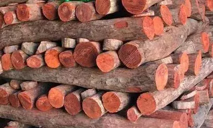 Notorious red sanders smuggler detained under PD Act in Kadapa