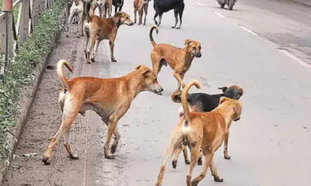 13YO attacked, killed by 10-15 dogs near Musi river in Kulsumpura