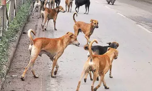 13YO attacked, killed by 10-15 dogs near Musi river in Kulsumpura