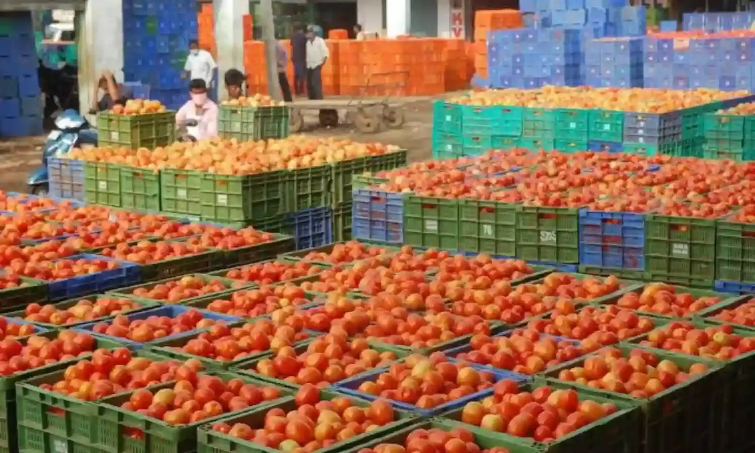 Too hot to handle: Tomato turns dearer, sells at Rs 100 a kg in Andhra