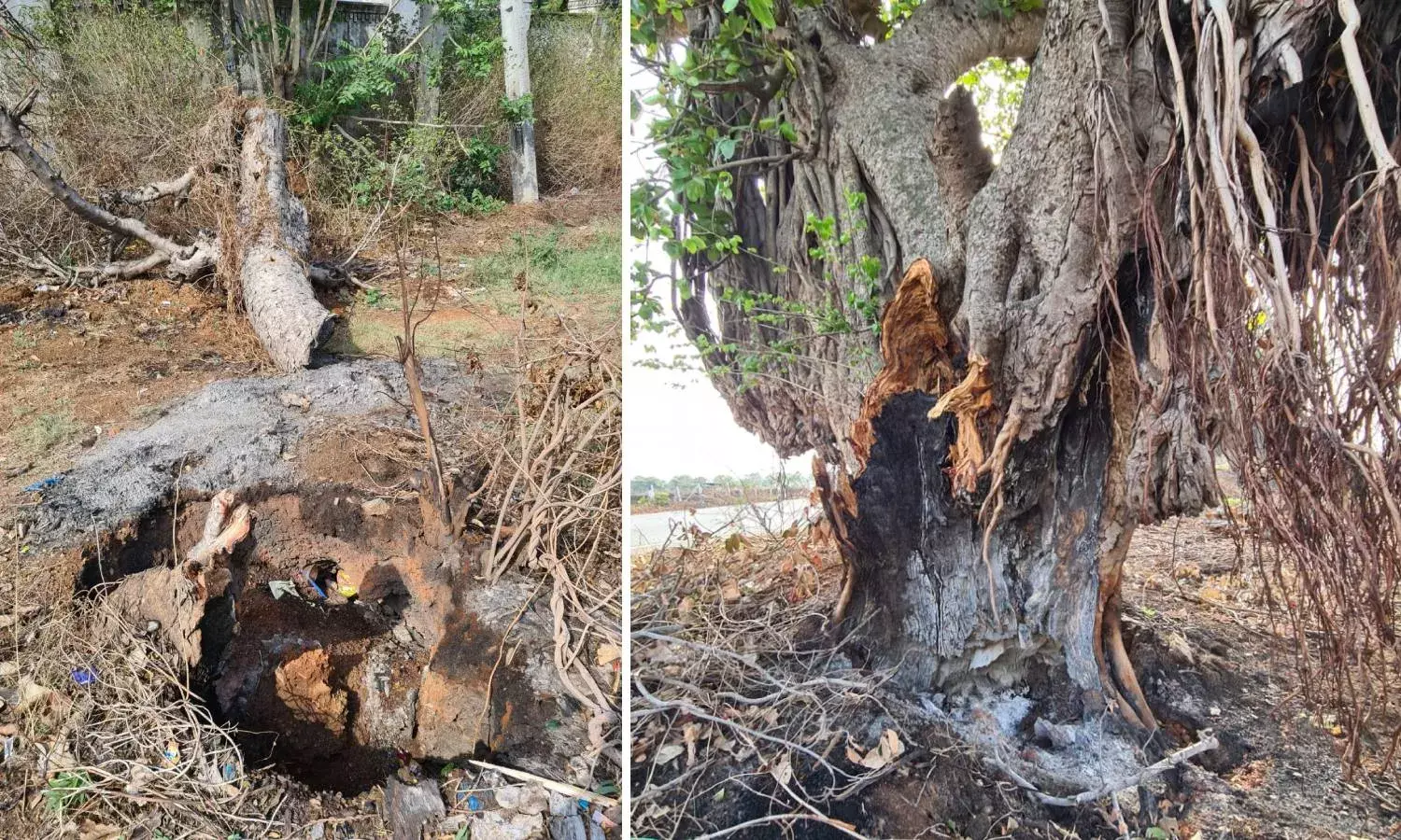 `Trees are poems that earth writes upon sky:  Hyderabads nature lovers aghast over burnt trunks at Chevella