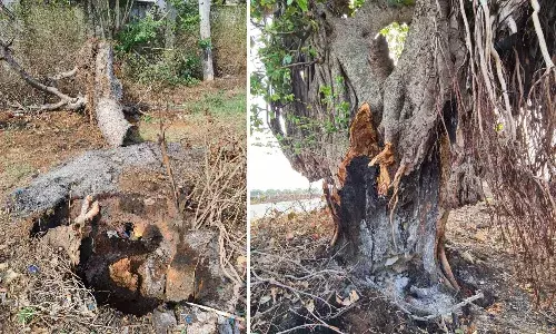 `Trees are poems that earth writes upon sky:  Hyderabads nature lovers aghast over burnt trunks at Chevella