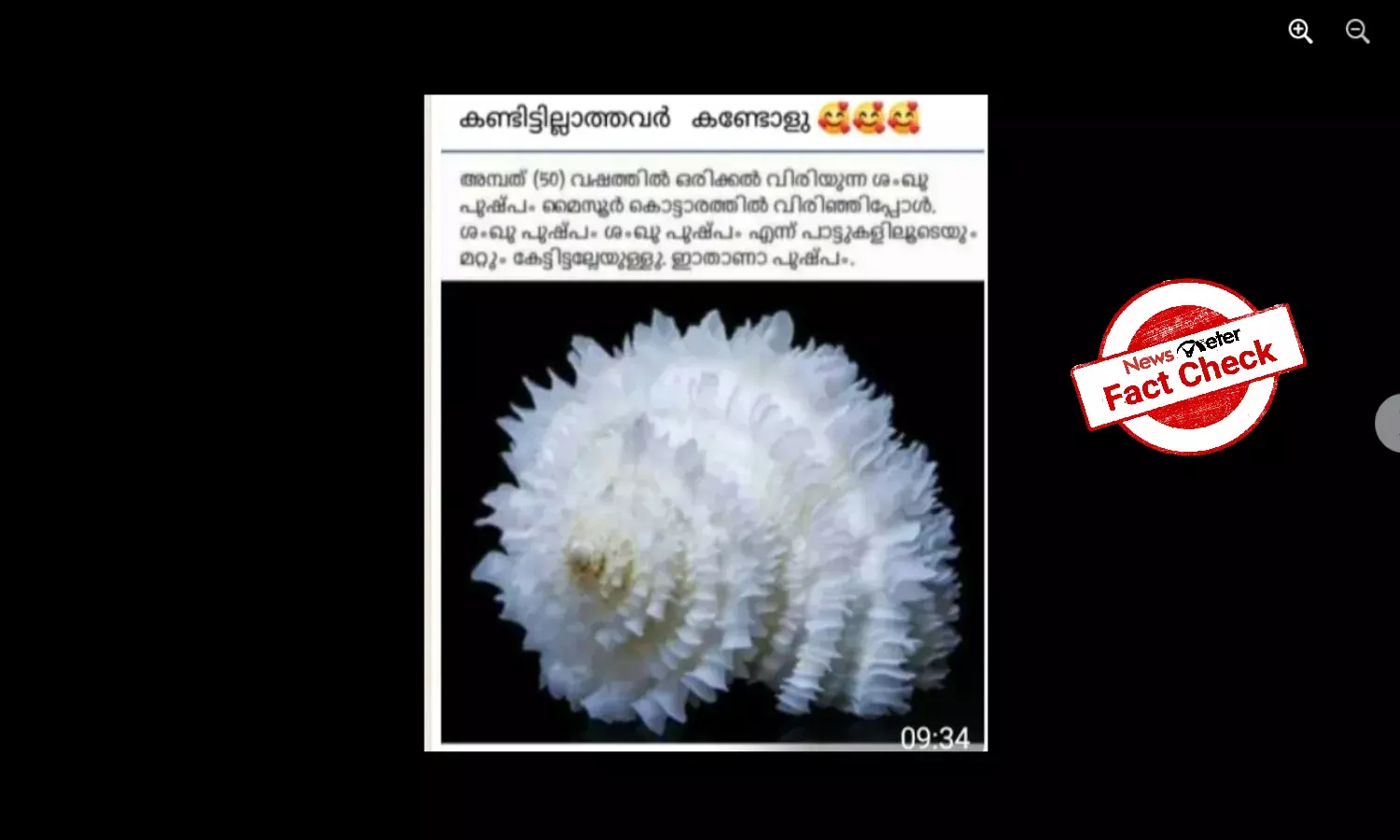 Fact Check: Is this a rare conifer in Mysore Palace?