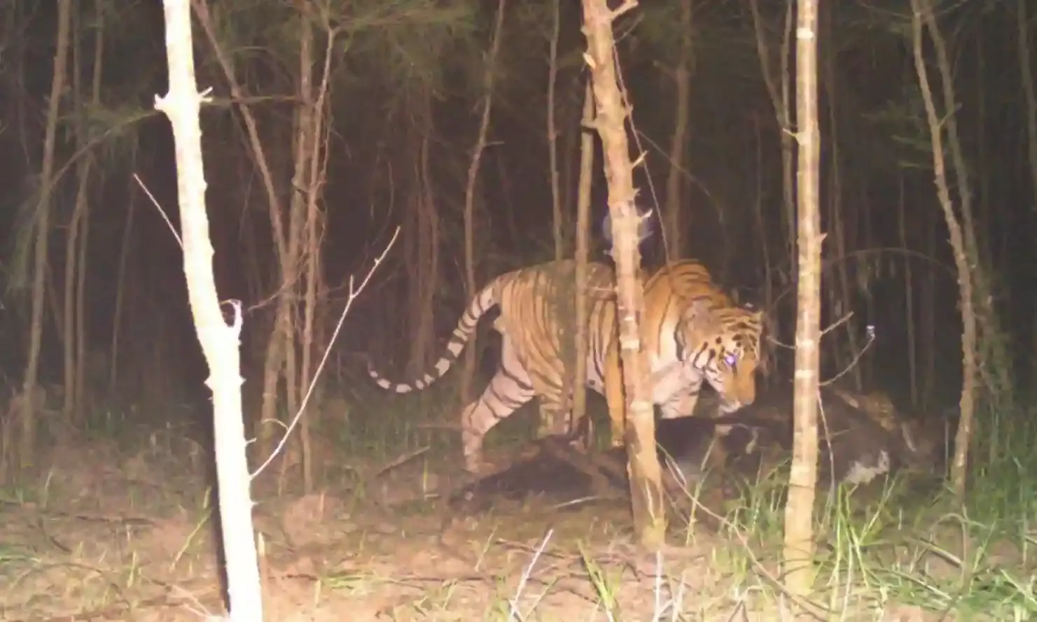 Tiger terror gives sleepless nights to people in Prathipadu; cage operation planned