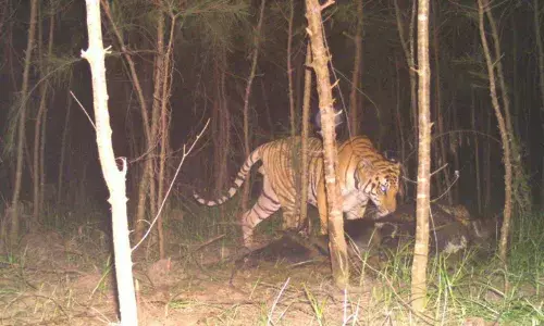 Tiger terror gives sleepless nights to people in Prathipadu; cage operation planned