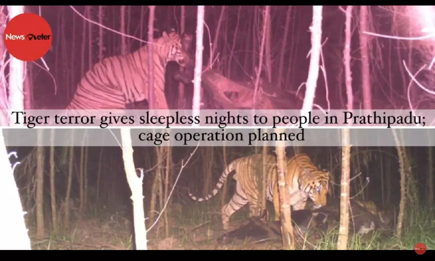 Tiger terror gives sleepless nights to people in Prathipadu; cage operation planned