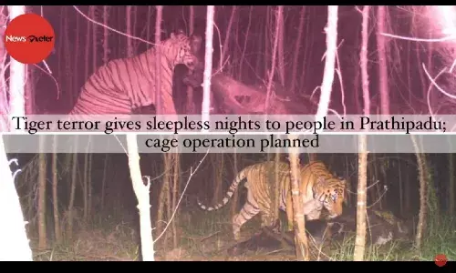 Tiger terror gives sleepless nights to people in Prathipadu; cage operation planned