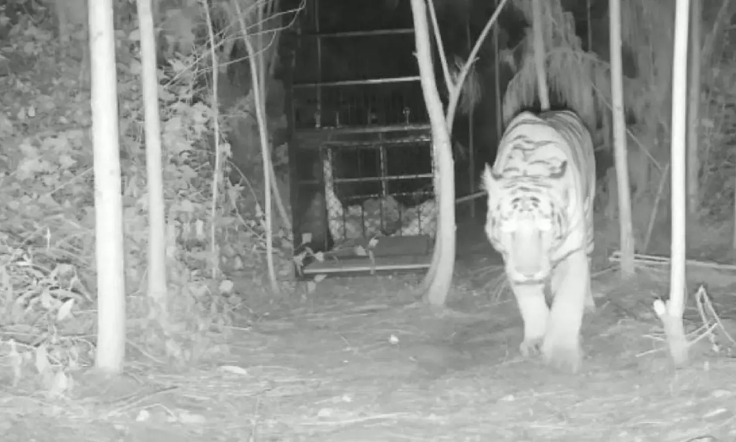 Tiger terror: Wild animal moving towards Papikonda-Sileru forest area; forest officials on alert