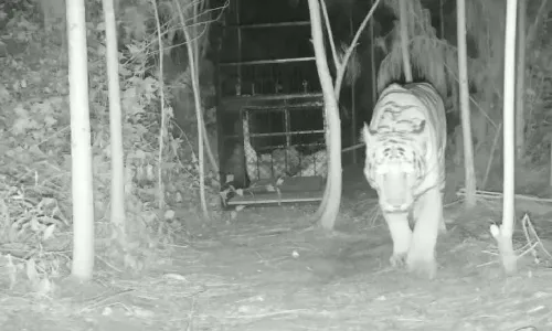 Tiger terror: Wild animal moving towards Papikonda-Sileru forest area; forest officials on alert