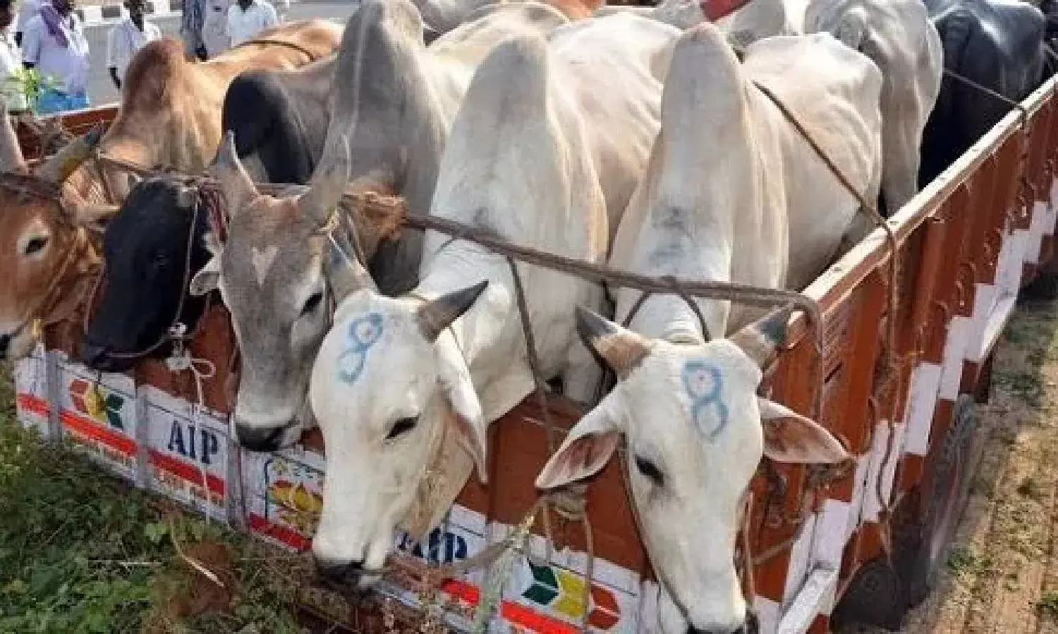 Bovine smuggling a new headache for police in north coastal Andhra