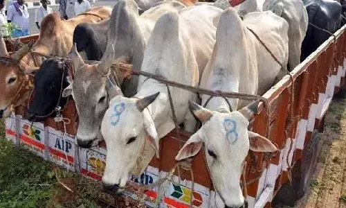 Bovine smuggling a new headache for police in north coastal Andhra