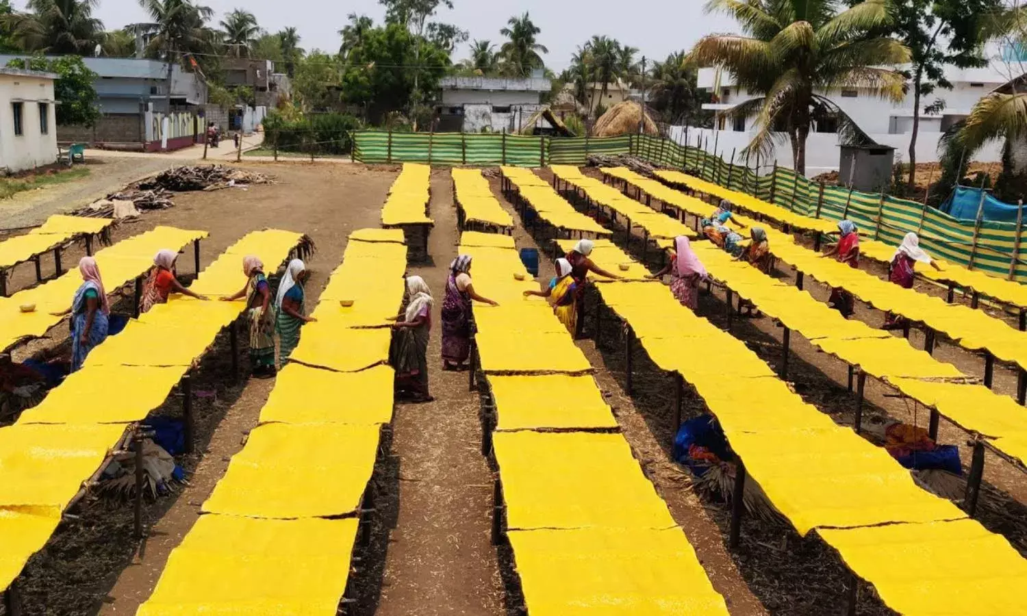 `Tooty fruity fresh and juicy`: Mango jelly production drops by 60% in Andhra