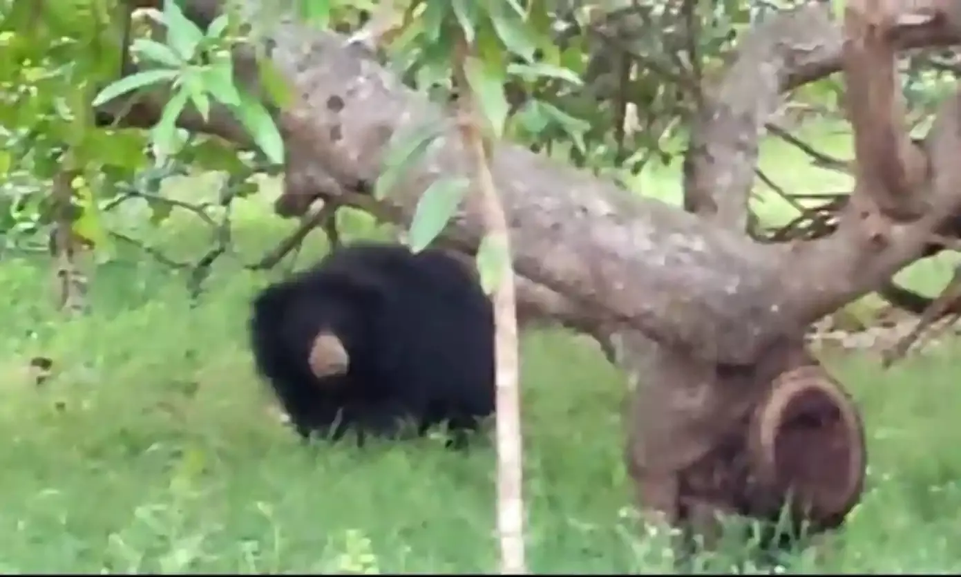 Man-animal conflict: Srikakulam villages live under threat of bear attacks