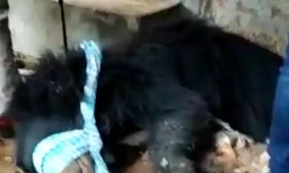 Captured sloth bear dies en route to Vizag zoo; forest officials blame bull attack