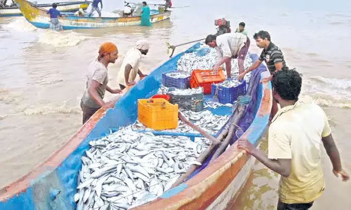 Fishing season begins on happy note for Kakinada fishermen who net Konem fish worth Rs. 80L