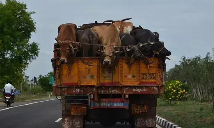 Hyderabad police gear up to tackle illegal cattle trade ahead of Bakrid