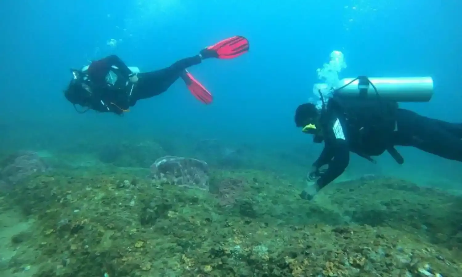 Vizag coastline a treasure trove of rare corals, new survey finds