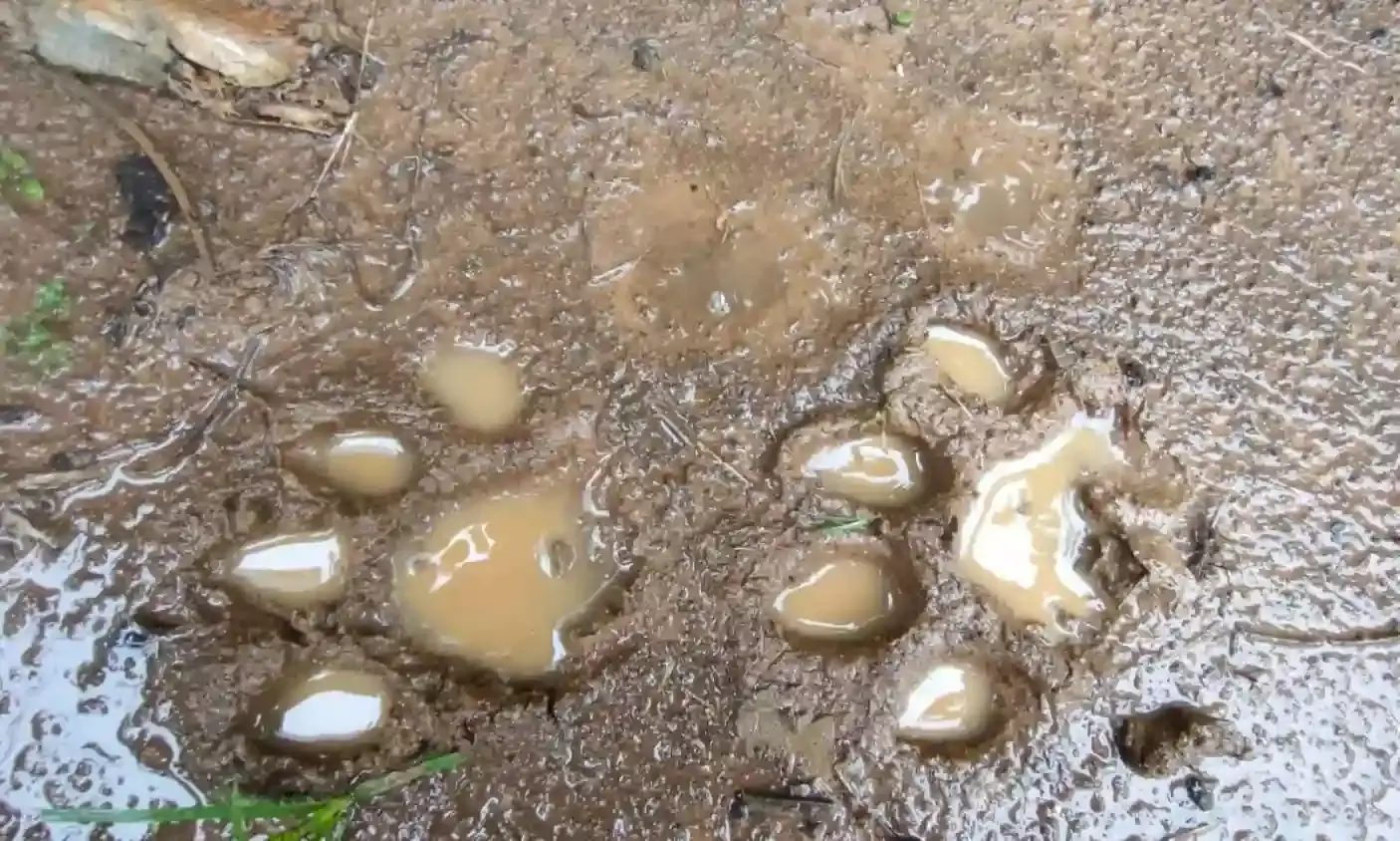 Tiger or leopard: Camera traps fail to spot animal that killed cow in Vizianagaram