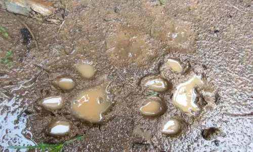 Tiger or leopard: Camera traps fail to spot animal that killed cow in Vizianagaram