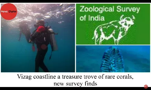 Vizag coastline a treasure trove of rare corals, new survey finds