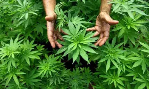 Vizianagaram: 3 ganja smugglers die after car hits culvert; 100 kg ganja seized