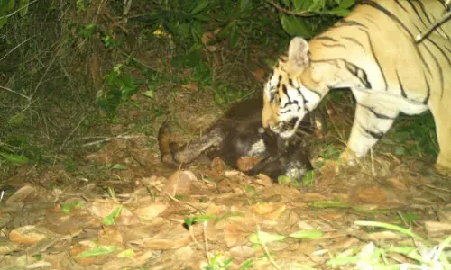 `Tiger Zinda Hai: `Operation Cage launched to trap big cat at Anakapalli