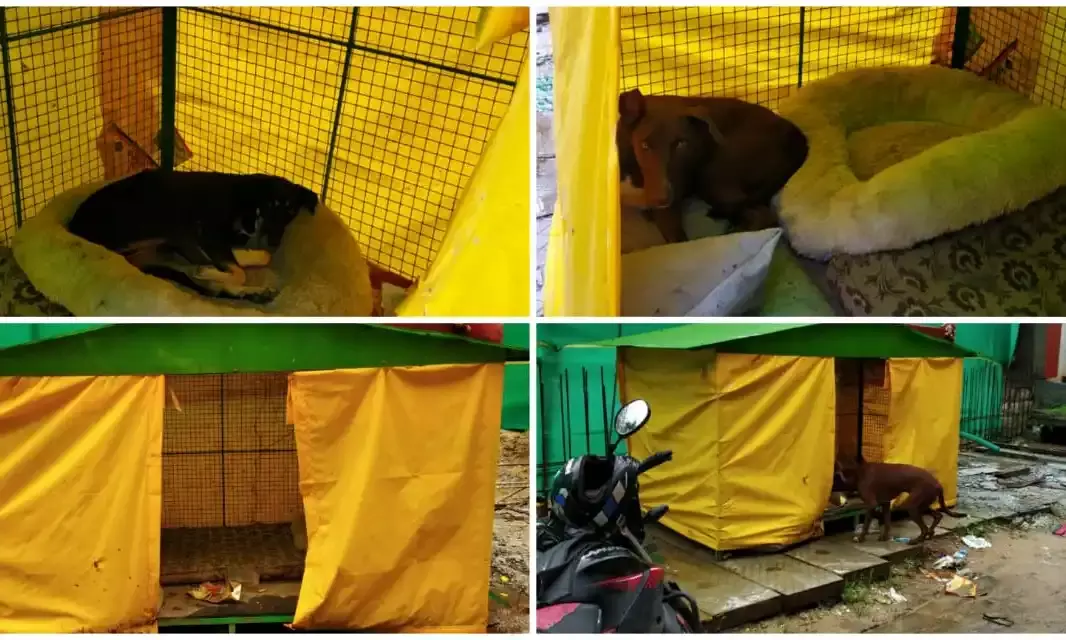 This makeshift shelter in Kondapur is a haven for stray dogs during rains