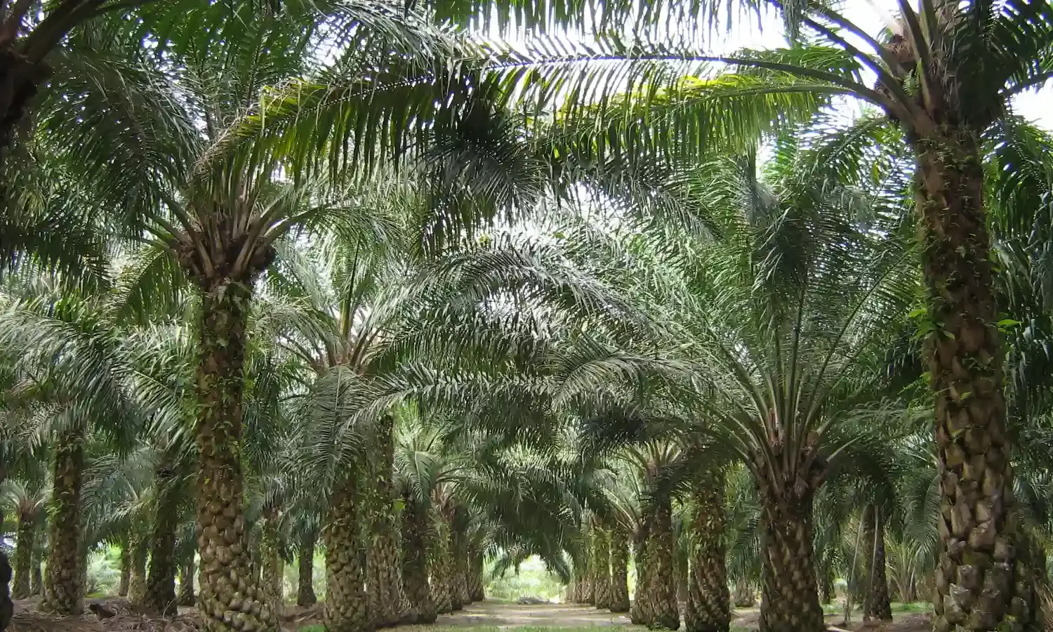 AP to cash in on rising demand for oil palm, increase cultivation to 3.17L hectares