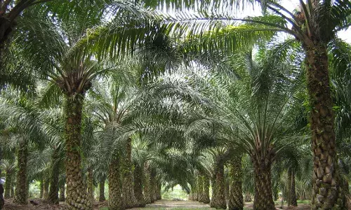 AP to cash in on rising demand for oil palm, increase cultivation to 3.17L hectares