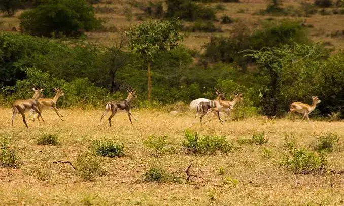 Godavari floods: Dogs hunt fleeing antelopes from SAC; 1 dead, several stranded