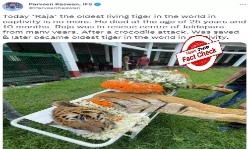 Fact Check: Was Raja the oldest living tiger in captivity?