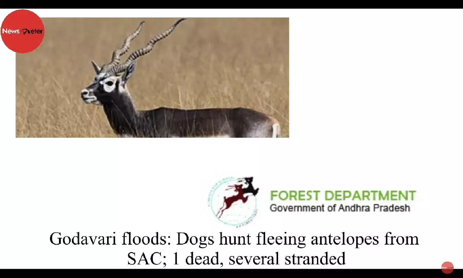 Godavari floods: Dogs hunt fleeing antelopes from SAC; 1 dead, several stranded