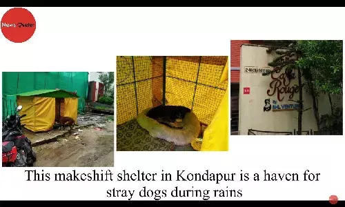 This makeshift shelter in Kondapur is a haven for stray dogs during rains