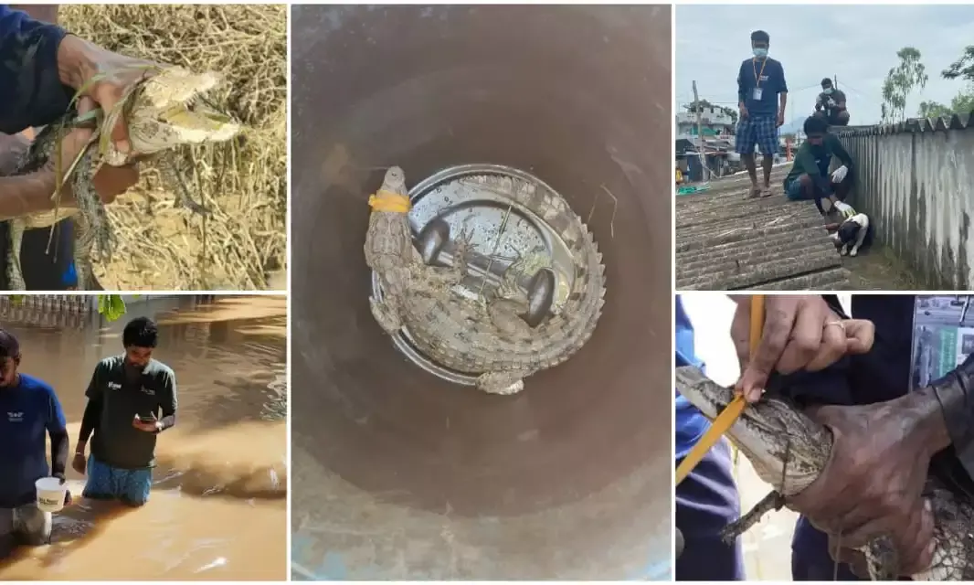 This Hyd-based group saved dogs, cows, & even a crocodile in flood-hit TS districts