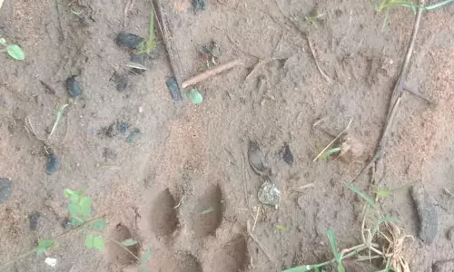 Fresh pugmarks indicate 4YO male tiger heading towards Vizianagaram