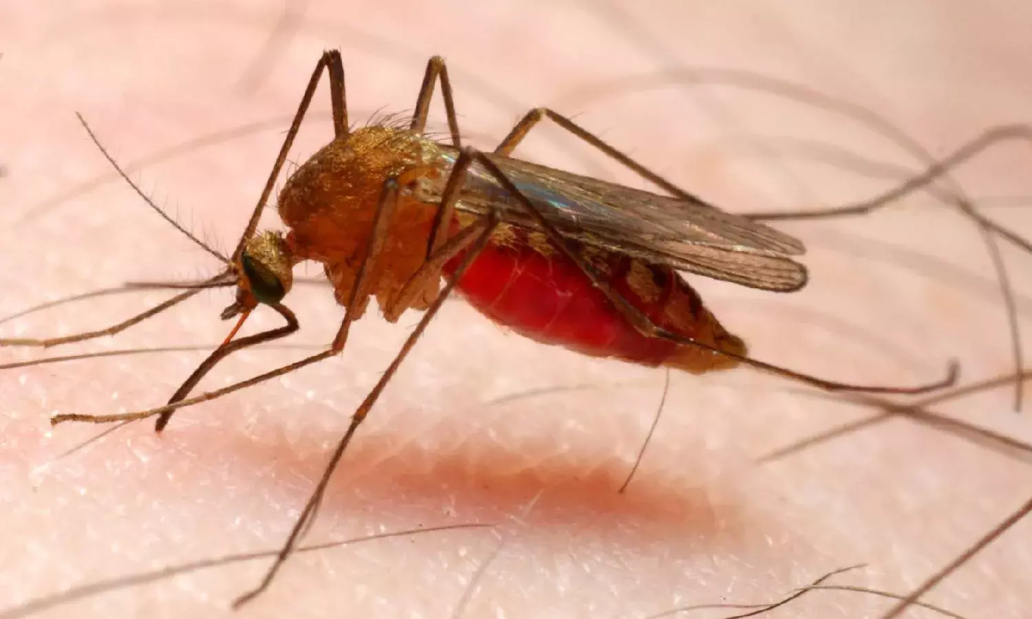 UoH study could help develop therapeutic vaccines for transmission stages of malaria