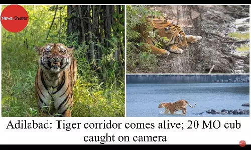 International Tiger day: Tiger corridor comes alive; 20 MO cub caught on camera