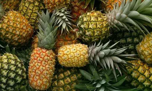 Sweet pineapples, sour returns: AP farmers incur heavy losses due to low prices