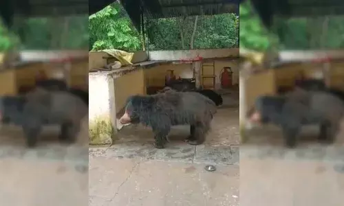 Srikakulam bear attack: 2 injured in June attack dead