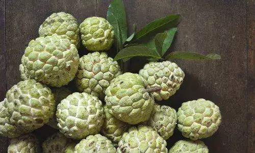 Andhra Pradesh:  Sweet custard apples turn sweeter for farmers as low yield pushes prices
