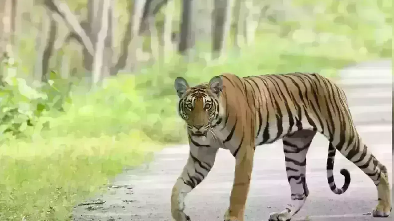 Tiger scare at Vizianagaram village after animal kills sheep