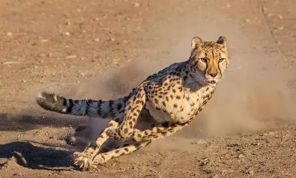 `Save Cheetah: India rolls out species recovery programme to establish viable carnivore metapopulation