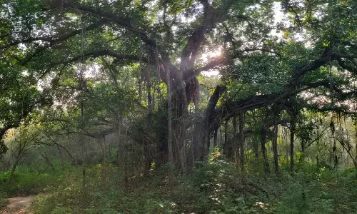 Meet Hyderbads `tree-persons who placed `Chevella Banyans on world map